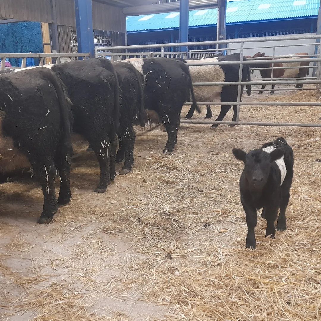 Belted Galloway Cow/calf pairs for sale